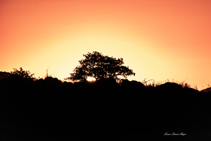 Golden Tree