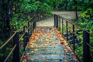 The Bridge To Autumn
