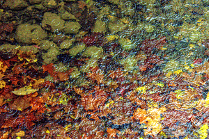 Fall Mosaic