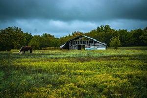 Goldenrod Pasture