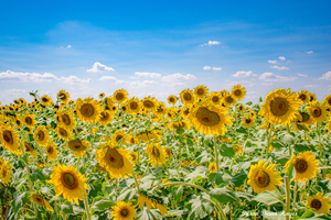 Brighter Skies