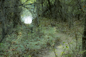 Pathway Series- 1 Charons Garden