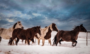Wild Horses