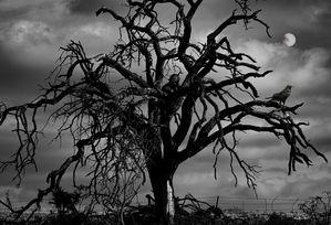 A Dark Night