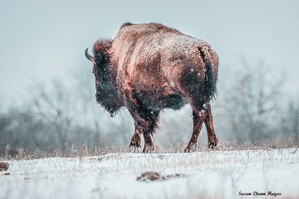 The Cold Walk Home