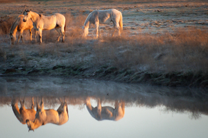 On Golden Pond