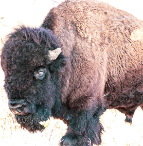 A TaTanka aka The Old Man