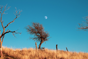 Texas Moon