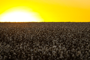 Cotton Sunset
