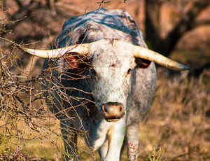 Freckles Are Beautiful