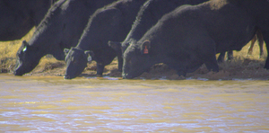 Watering Hole