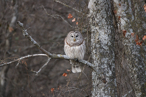 Sleepy Owl