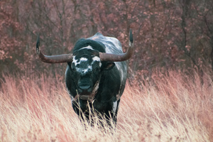 Longhorn