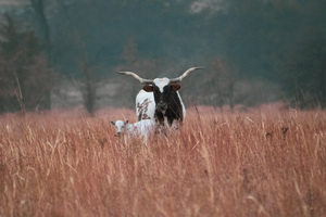 Mama Longhorn and baby