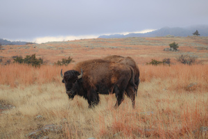 Prairie Land
