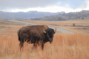 Bison