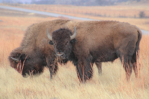 Bison 2
