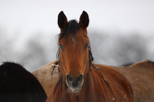 Cinnamon