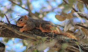 Squirrel 1