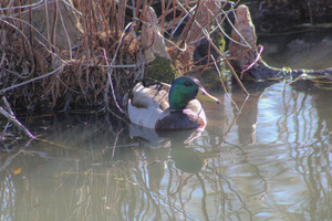City Mallard