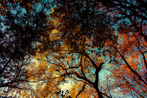 Treetops by Susan Diann Photography