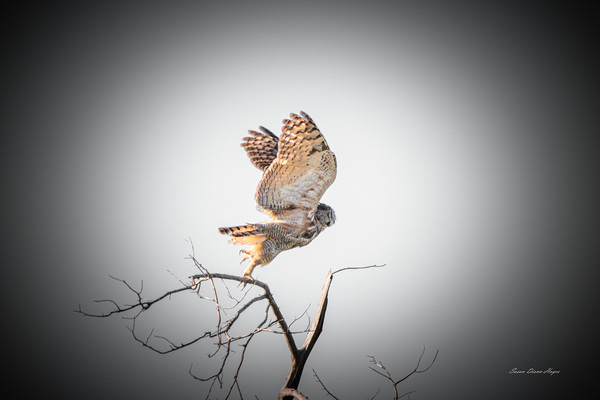 Owl In Flight by Susan Diann Photography