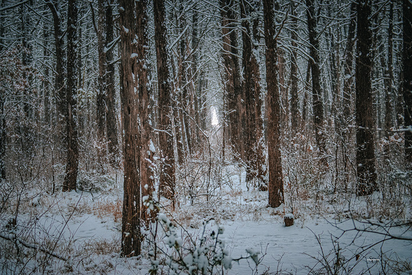 Forest Snowfall by Susan Diann Photography