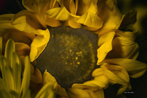 The Sunflower by Susan Diann Photography