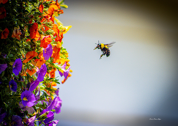 Bumble Bee by Susan Diann Photography