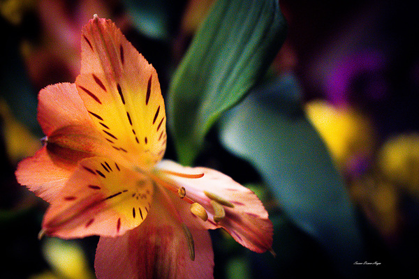 Flowers by Susan Diann Photography