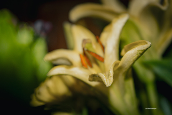 The Lilly by Susan Diann Photography