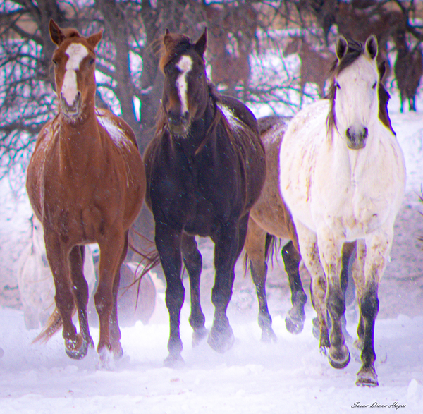 Majestic by Susan Diann Photography