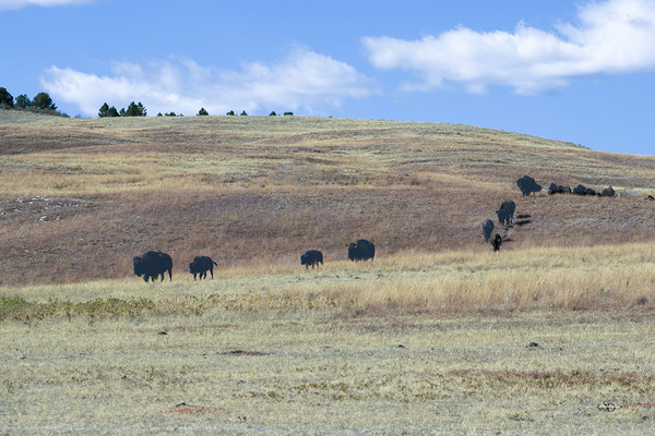 Follow The Leader by Susan Diann Photography