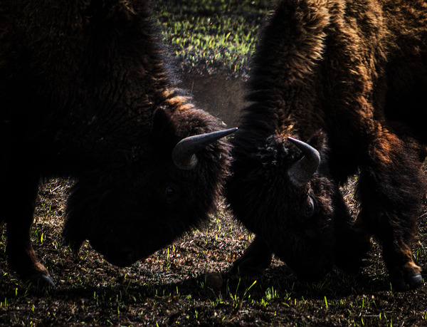 Butting Heads by Susan Diann Photography