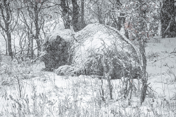 Cloaked In Snow by Susan Diann Photography