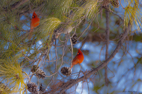 The Gentlemen by Susan Diann Photography