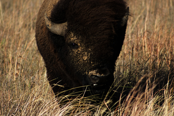 Painted Warrior by Susan Diann Photography