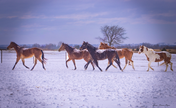 Splendor by Susan Diann Photography