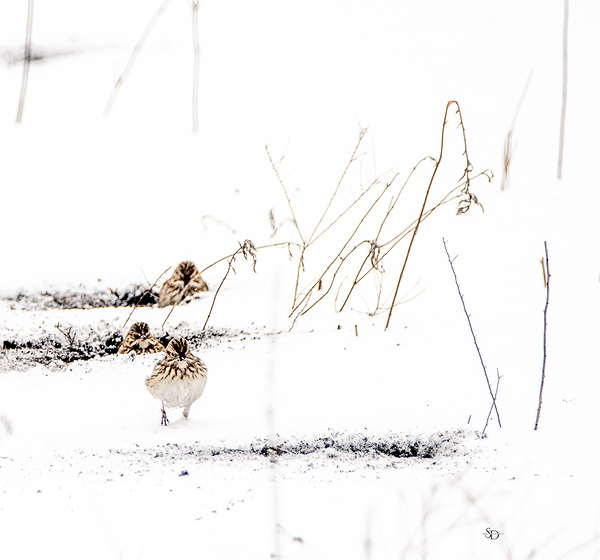 Snow Birds by Susan Diann Photography