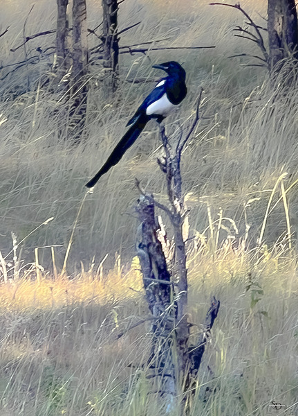Magpie by Susan Diann Photography