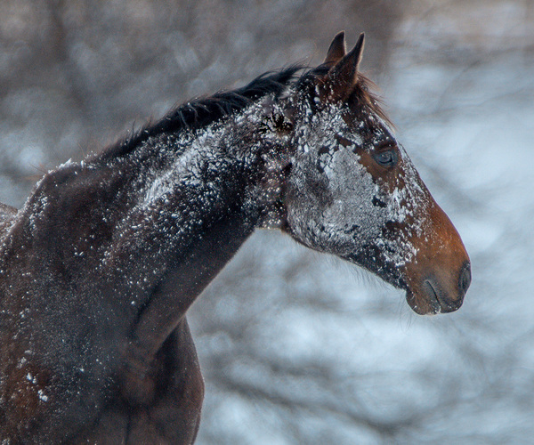 Making Snow Angels by Susan Diann Photography