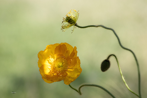 The Poppy by Susan Diann Photography
