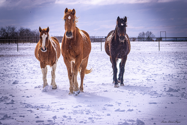 Hello by Susan Diann Photography