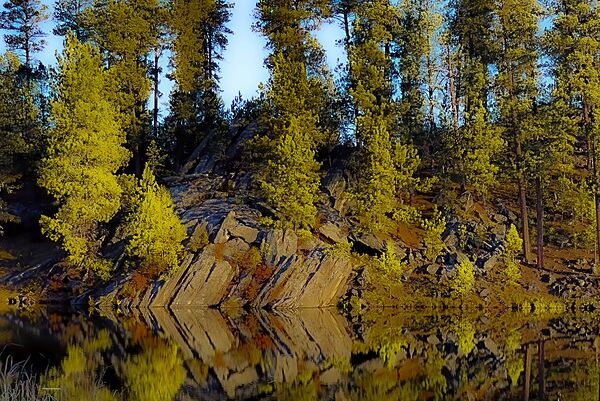 Natures Arrow by Susan Diann Photography