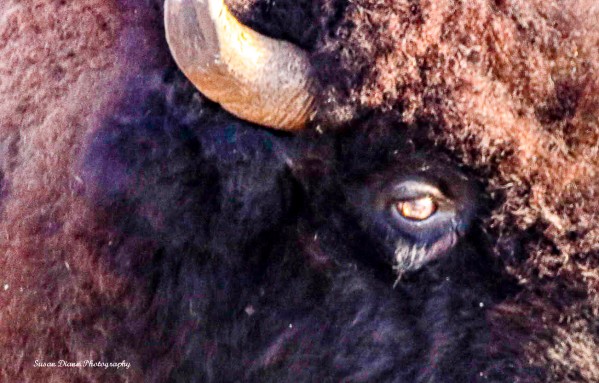 And In His Eyes Were Rays Of A Sun From Another Time AKA The Old Man Print