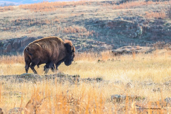 Bison-The Journey aka The Old Man Imprimer