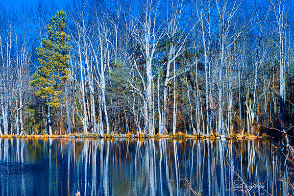 Reflection by Susan Diann Photography