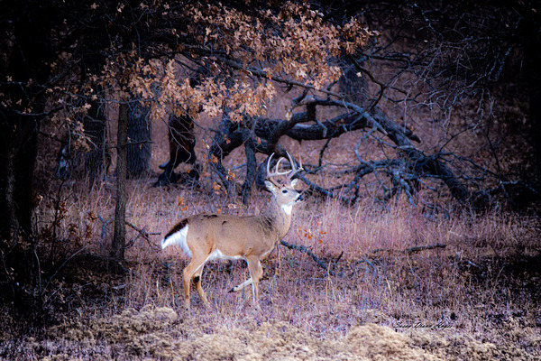 Buck En Pointe by Susan Diann Photography