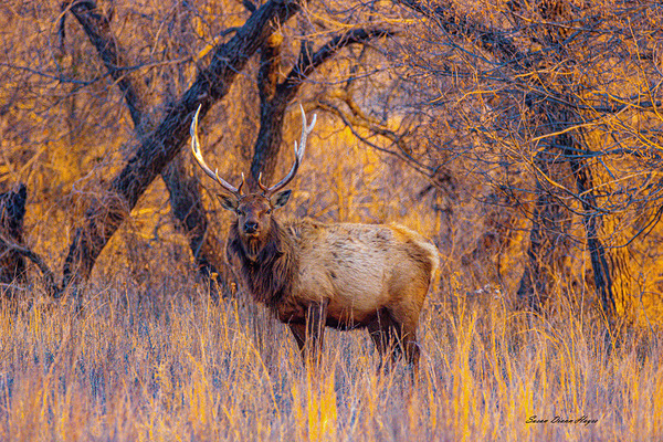 Wichita Mountain Elk by Susan Diann Photography