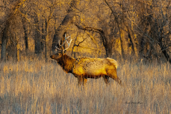 Curious Elk by Susan Diann Photography